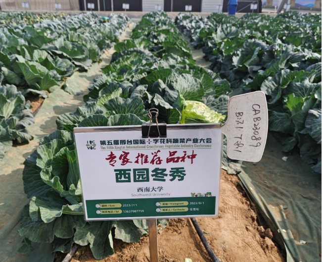  蜜桃传媒